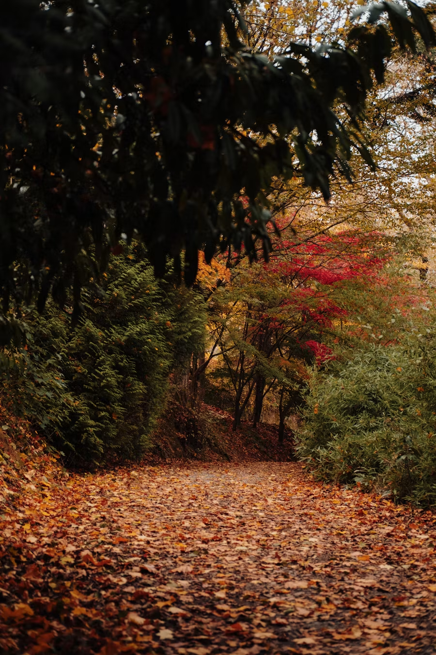 Herbstweg voller Laub